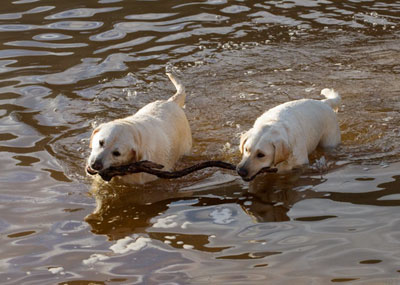 Dog friendly holiday accommodation Victoria - Great Ocean Road