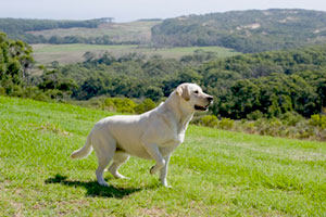 Dog friendly holidays Victoria - Otways