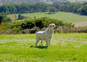 Dog friendly accommodation Victoria - Great Ocean Road