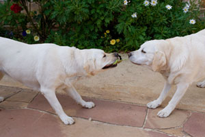 Pet Friendly Accommodation Victoria - Great Ocean Road